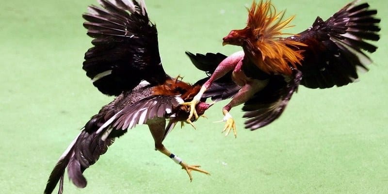 da ga truc tiep c3 675ab230000e7