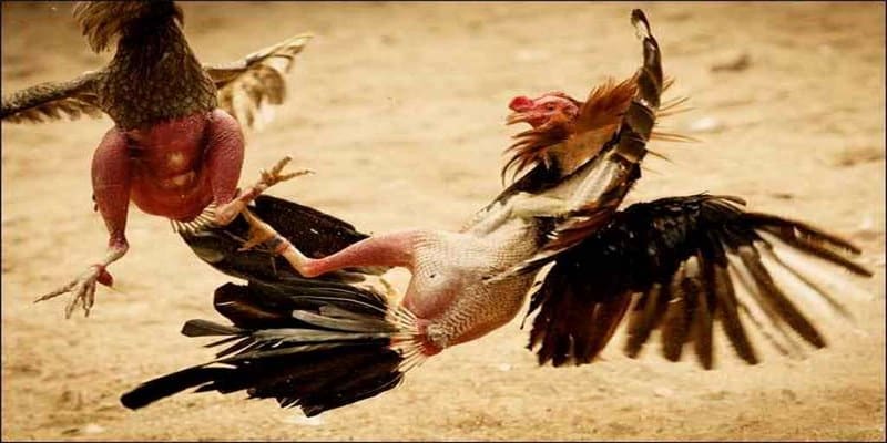 Đá Gà Trực Tiếp C3 - Sự Kết Hợp Giữa Văn Hóa Dân Gian và Công Nghệ Hiện Đại 2 Luật chơi đá gà trực tiếp C3