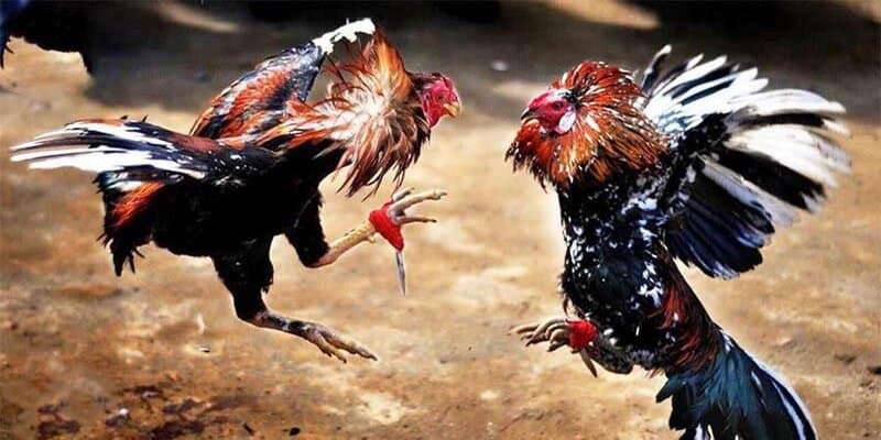 Khám Phá Thế Giới Đá Gà Trực Tiếp C4 - Nơi Hội Tụ Đam Mê Chọi Gà 3 Các câu hỏi xoay quanh đá gà trực tiếp C4