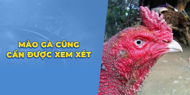 Mao gà cũng cần được xem xét