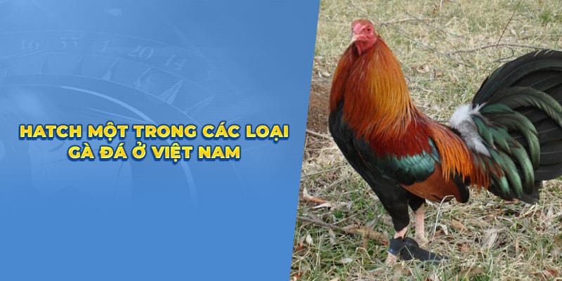 Hatch mot trong cac loai ga da o Viet Nam